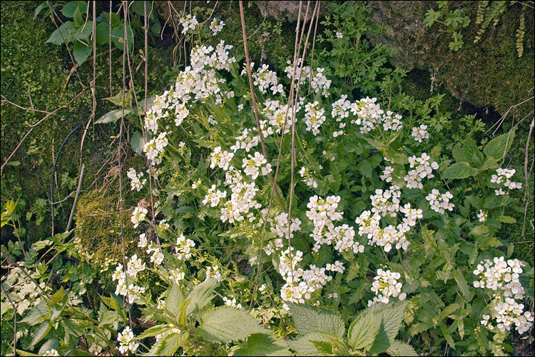 Arabis alpina ssp. crispata (willd)