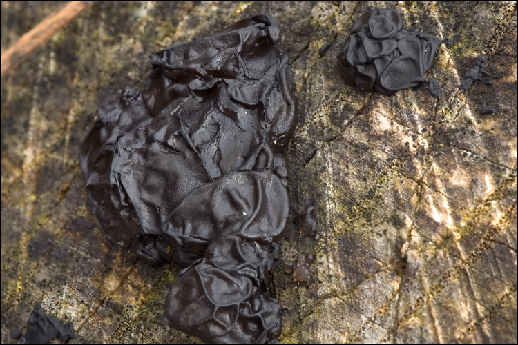 Exidia plana var. plana