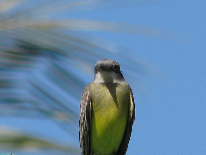 Tyrannus melancholicus Tyrannus melancholicus