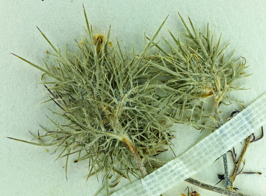 Navarretia nigelliformis ssp. radians Navarretia nigelliformis ssp. radians