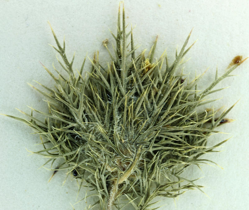 Navarretia nigelliformis ssp. radians