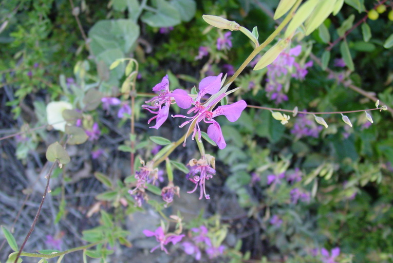 Clarkia borealis ssp. borealis