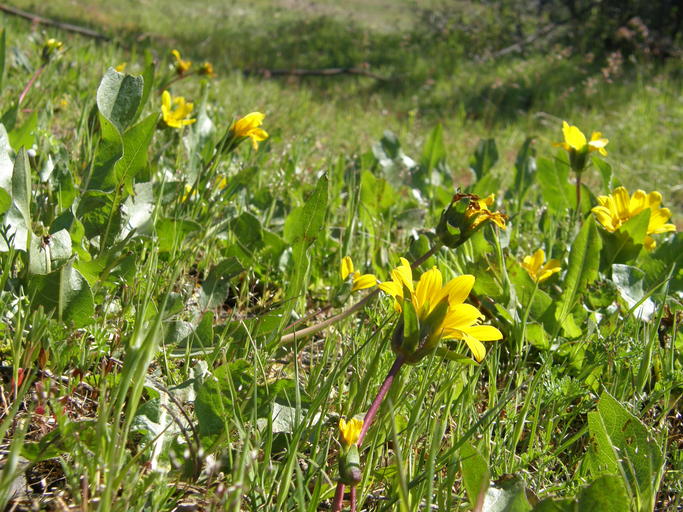 Wyethia longicaulis