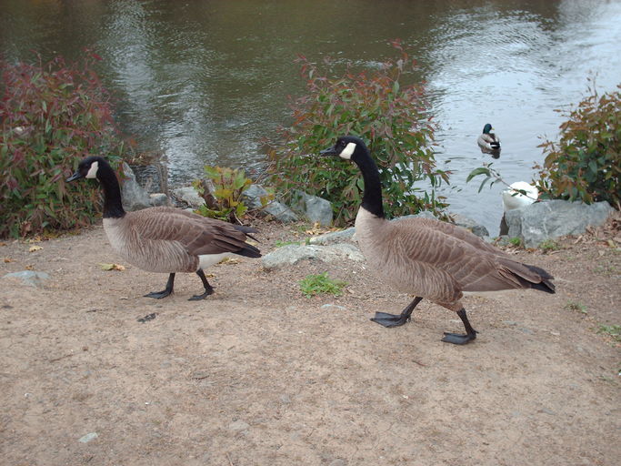 Branta canadensis Branta canadensis