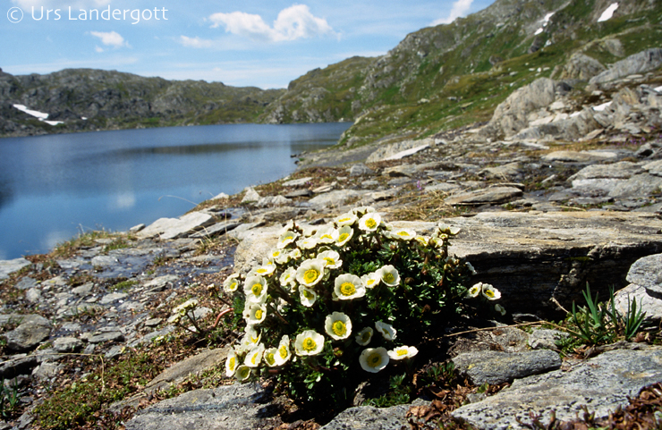 Ranunculus glacialis Ranunculus glacialis