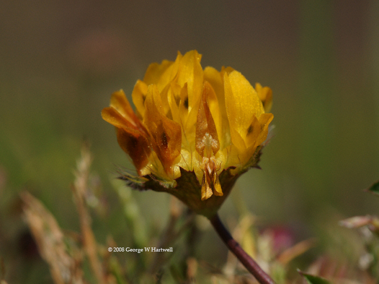 Trifolium jokerstii Trifolium jokerstii