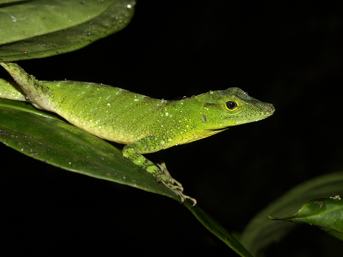 Anolis squamulatus Anolis squamulatus