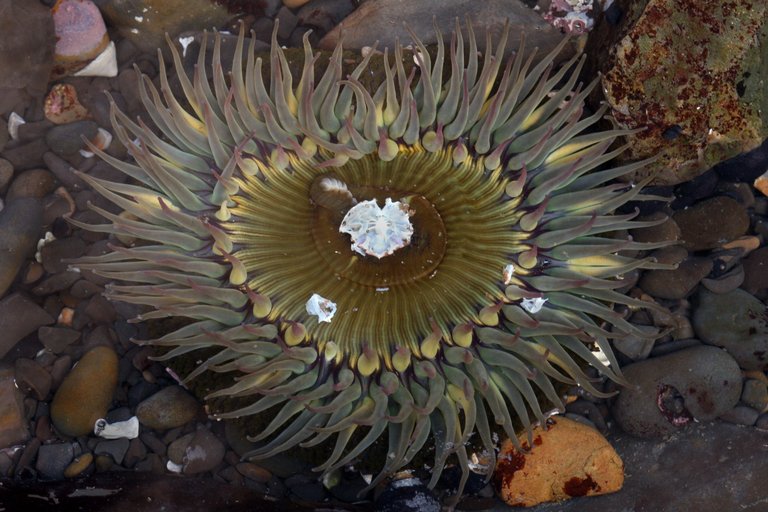 Anthopleura elegantissima Anthopleura elegantissima