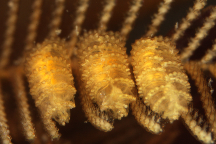 Aglaophenia latirostris Aglaophenia latirostris
