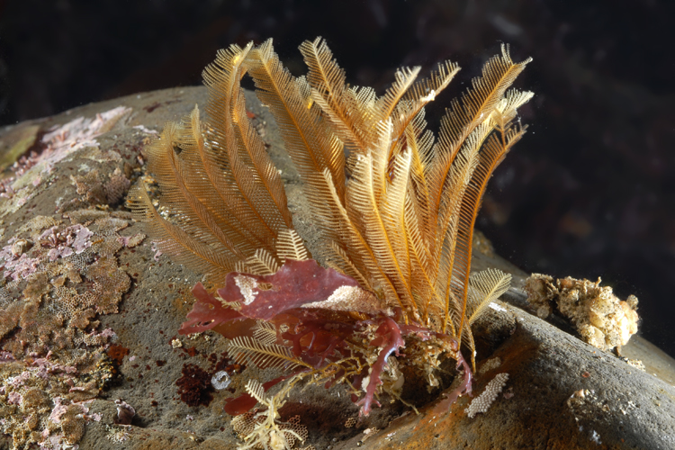 Aglaophenia latirostris Aglaophenia latirostris