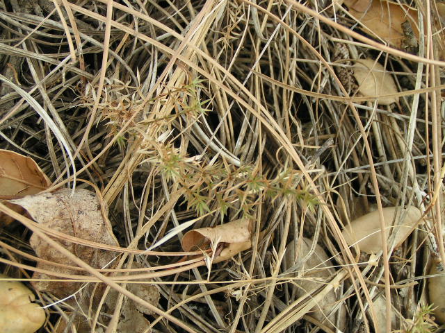 Galium andrewsii ssp. gatense Galium andrewsii ssp. gatense