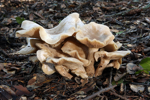 Clitocybe nebularis Clitocybe nebularis