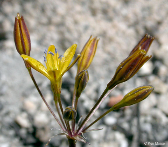Triteleia montana