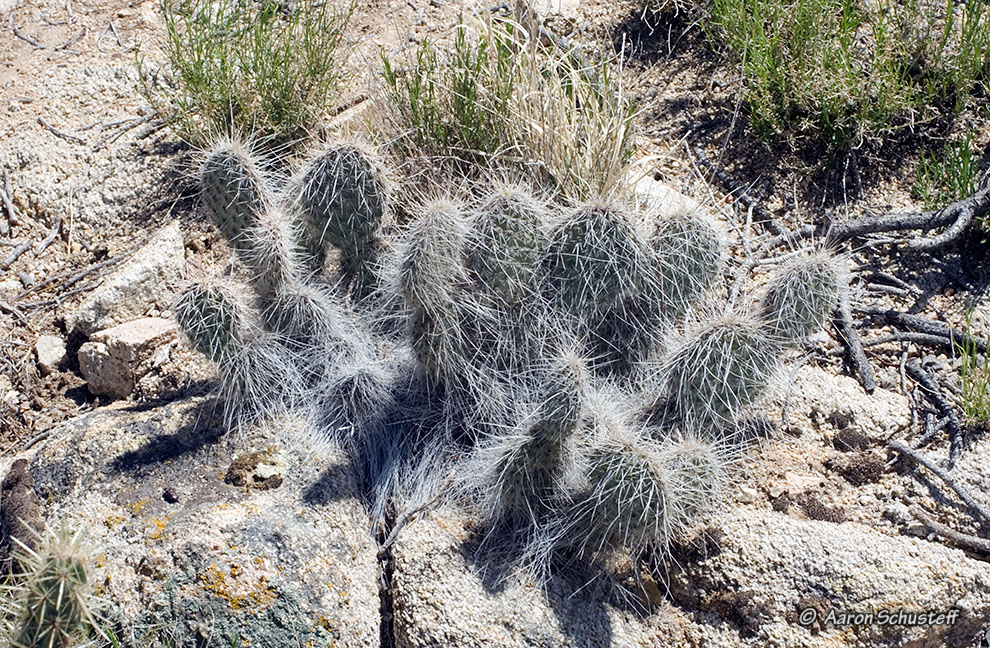 CalPhotos: Opuntia polyacantha var. erinacea; Old Man Cactus