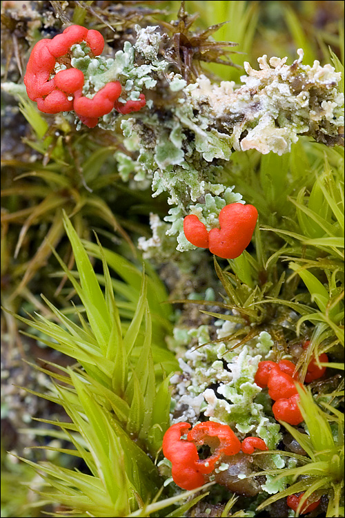 Cladonia bellidiflora