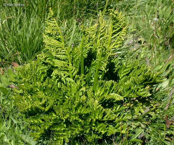 Sceptridium multifidum