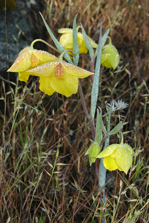 Calochortus amabilis