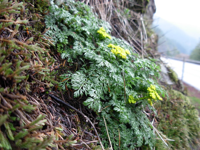 Lomatium hallii Lomatium hallii