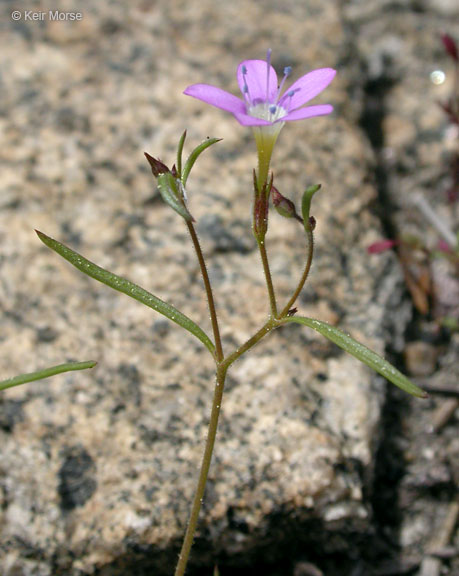 Navarretia leptalea ssp. bicolor