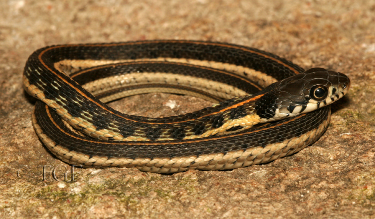 Thamnophis cyrtopsis Thamnophis cyrtopsis