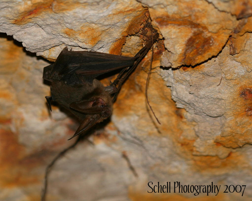 Corynorhinus townsendii Corynorhinus townsendii
