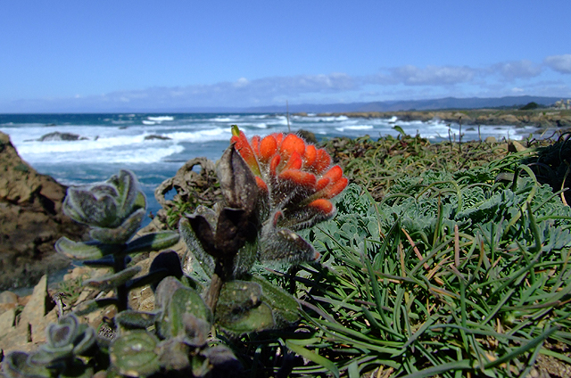 Castilleja mendocinensis Castilleja mendocinensis