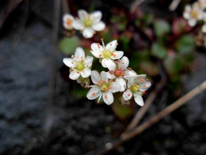 Micranthes occidentalis Micranthes occidentalis