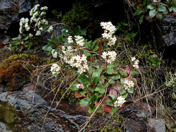 Micranthes occidentalis