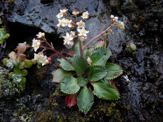 Micranthes occidentalis Micranthes occidentalis