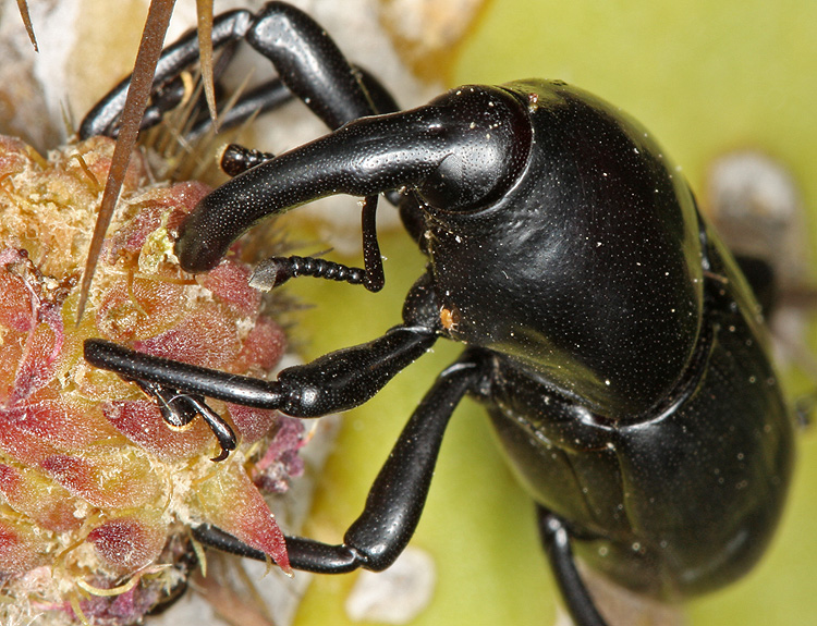Metamasius spinolae Metamasius spinolae