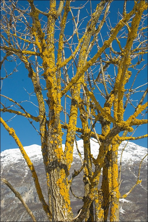 Xanthoria parietina