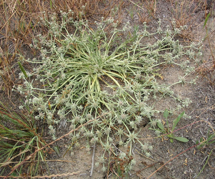 Eryngium pendletonensis