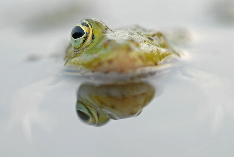 Pelophylax esculentus