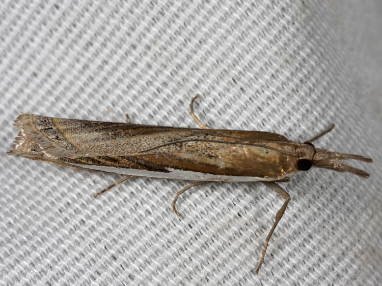 Crambus rickseckerellus