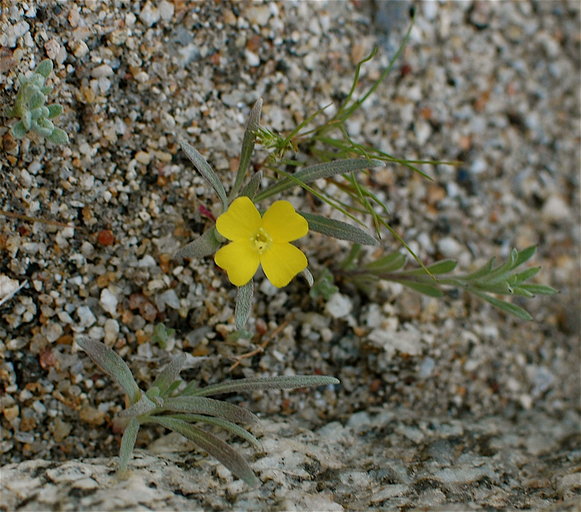Camissoniopsis pallida
