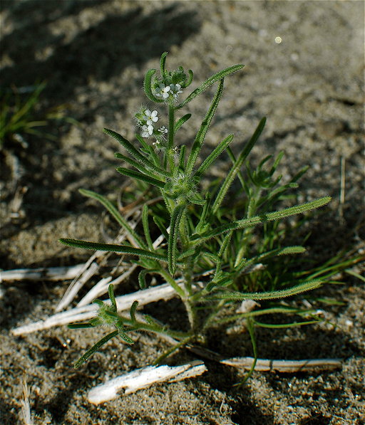 Cryptantha angustifolia
