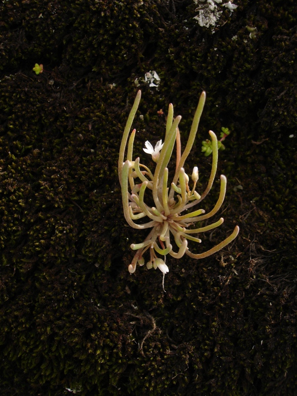 Claytonia exigua ssp. exigua