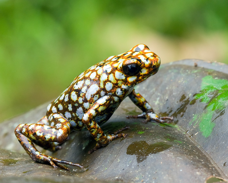 Oophaga sylvatica