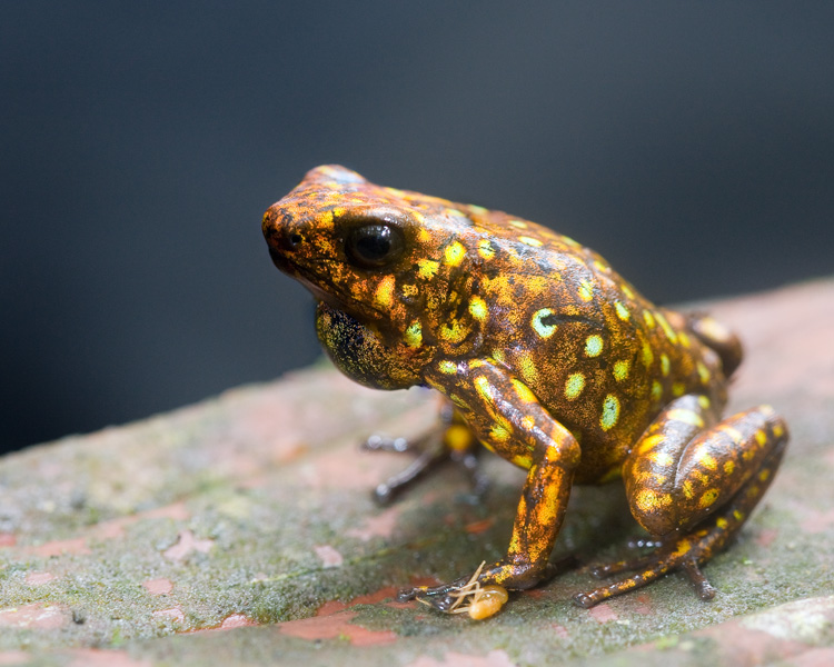 Oophaga sylvatica