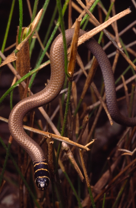 Delma torquata Delma torquata