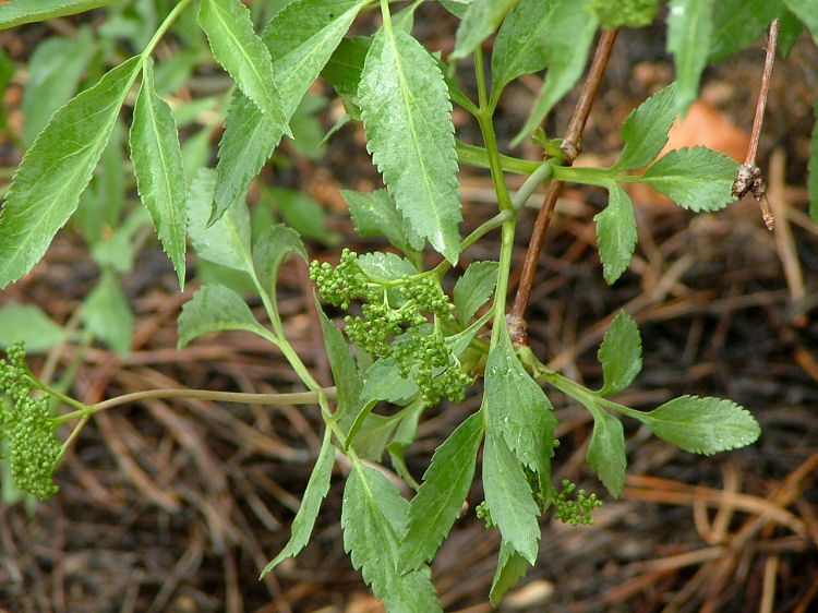 Sambucus nigra ssp. cerulea