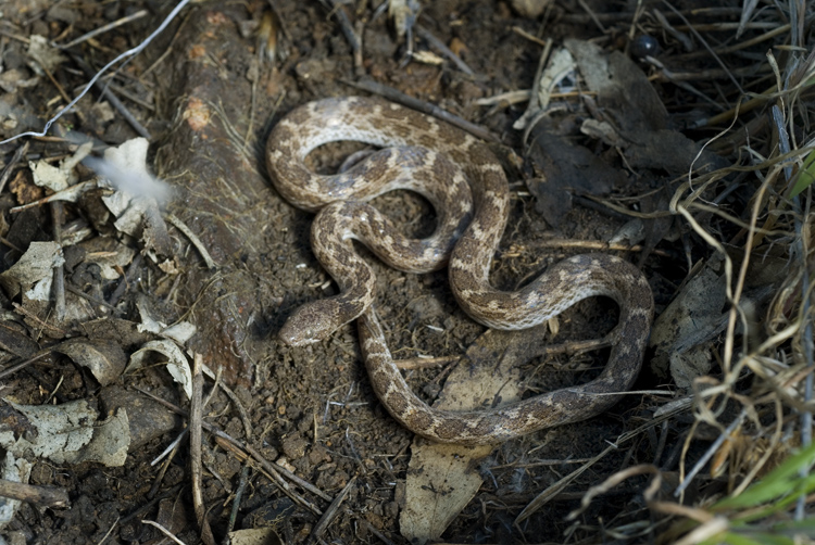 Hypsiglena ochrorhyncha klauberi Hypsiglena ochrorhyncha klauberi