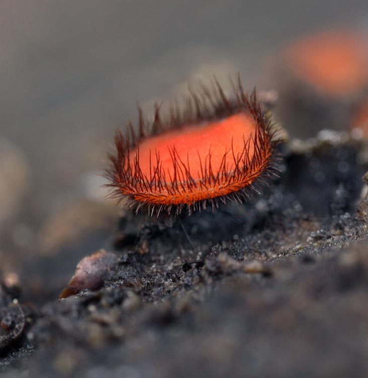 Scutellinia scutellata Scutellinia scutellata