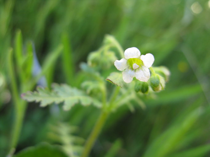 Eucrypta chrysanthemifolia var. chrysanthemifolia Eucrypta chrysanthemifolia var. chrysanthemifolia