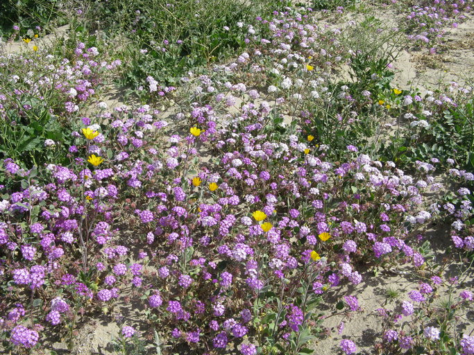 Abronia villosa var. villosa Abronia villosa var. villosa