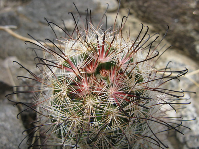 Mammillaria tetrancistra Mammillaria tetrancistra