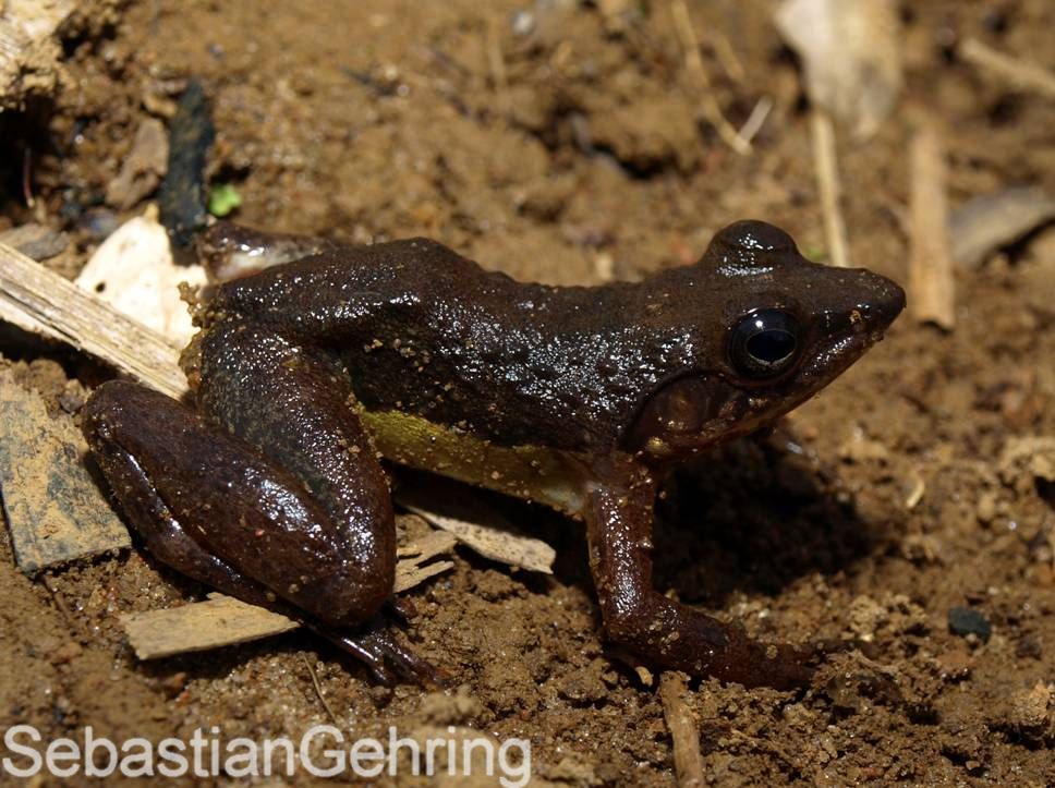 Mantidactylus femoralis Mantidactylus femoralis