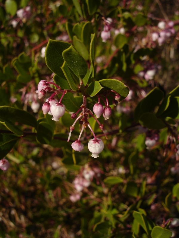 Arctostaphylos densiflora Arctostaphylos densiflora
