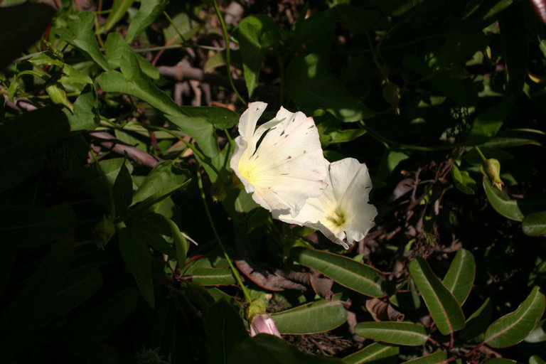 Calystegia macrostegia