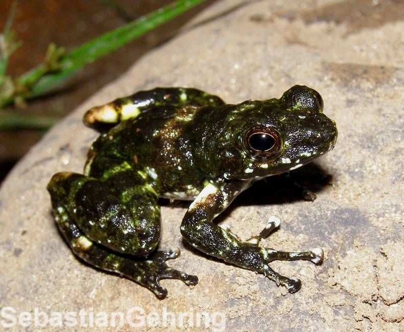 Mantidactylus lugubris